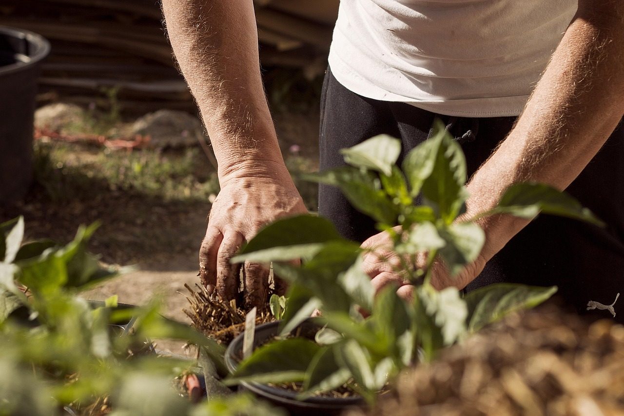 garden, working hands, dirt, earthing, mother earth, nature, plants, planting, earth day